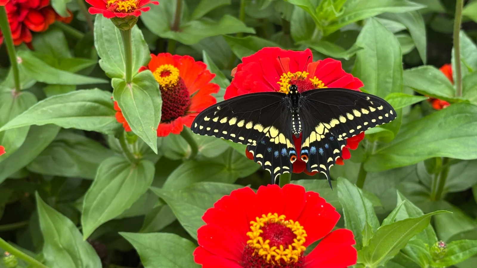 eastern black swallowtail butterfly with black wings patterned in yellow and blue rests on vibrant red, layered zinnias, with broad green leaves.