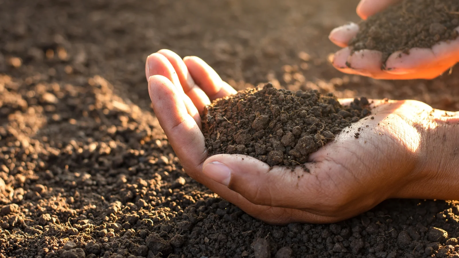hands hold rich, dark loam soil with a crumbly texture above the ground, showing a mix of sand, silt, and organic matter.