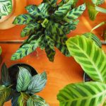 Tips for Lush Vibrant Leaves The Garden Glove