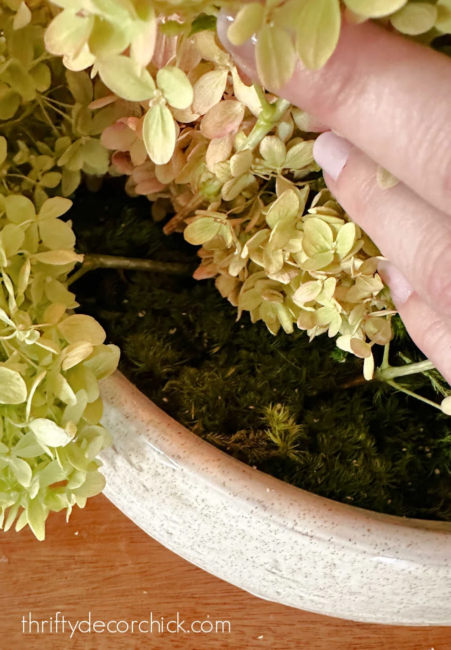 reindeer moss in bowl