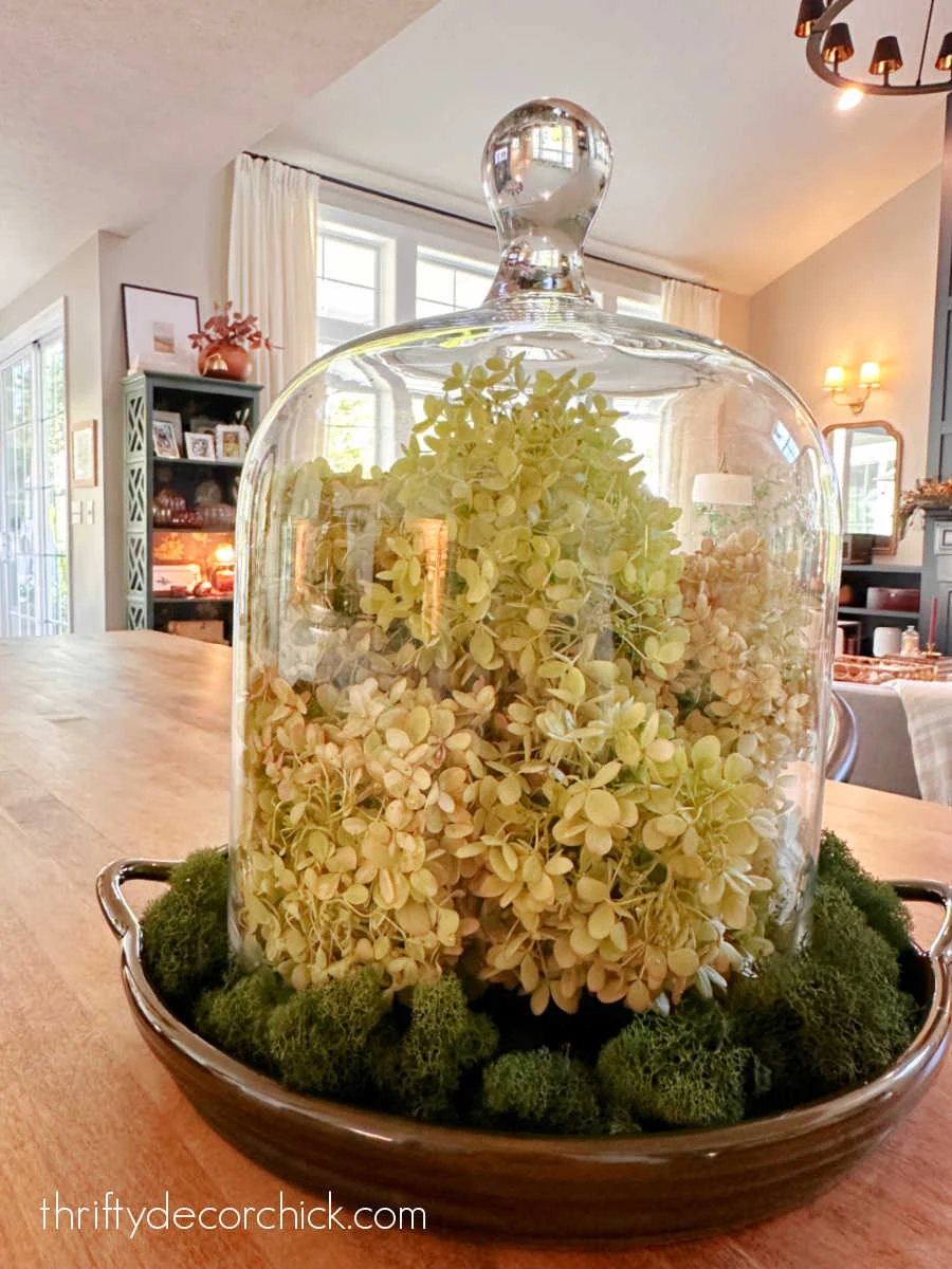 hydrangeas under glass cloche