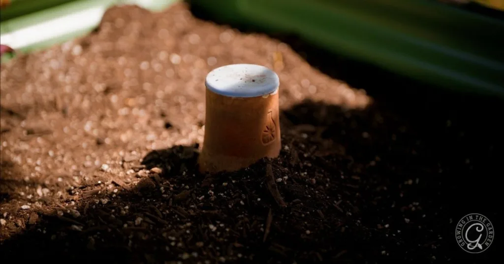a clay olla with a white lid is partially buried in dark, hydrophobic soil, surrounded by garden bed plants.