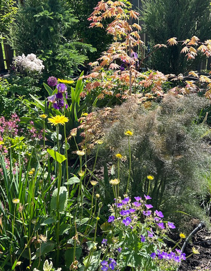 Kathleen’s Meadow Garden in Washington