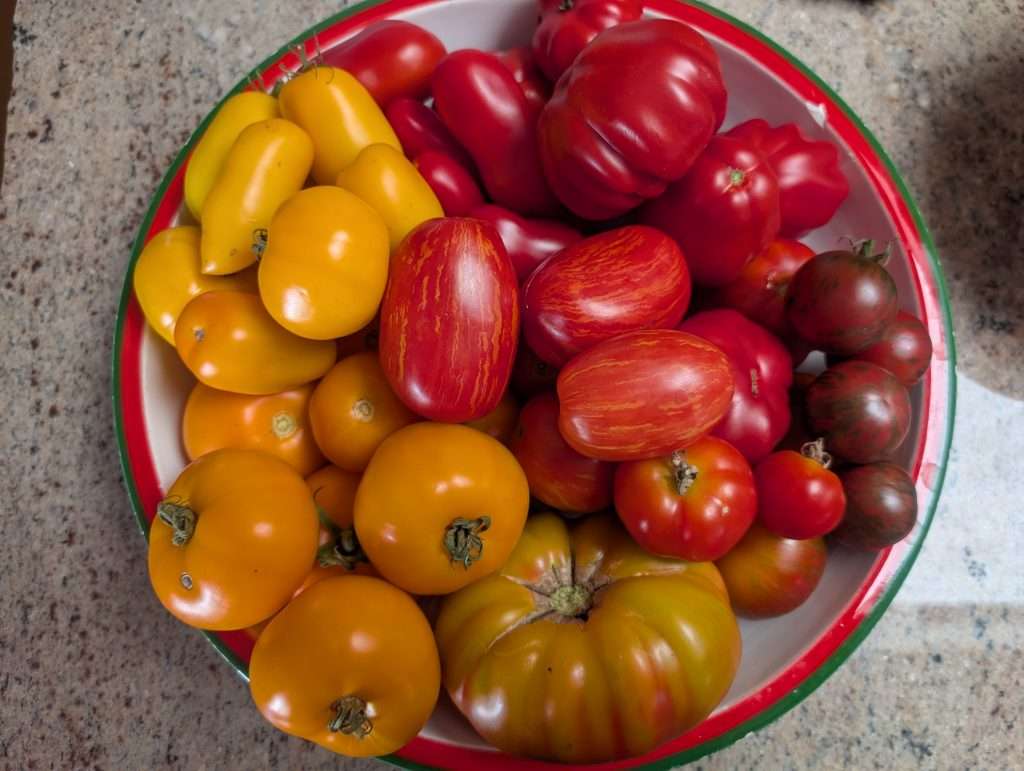 youtube tomato tour 2025 varieties that worked