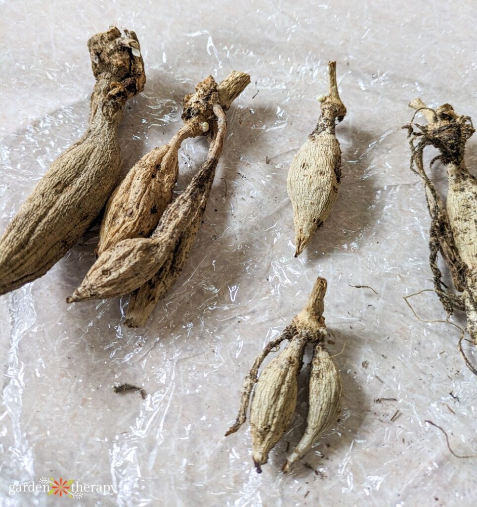 dahlia tubers saved over winter