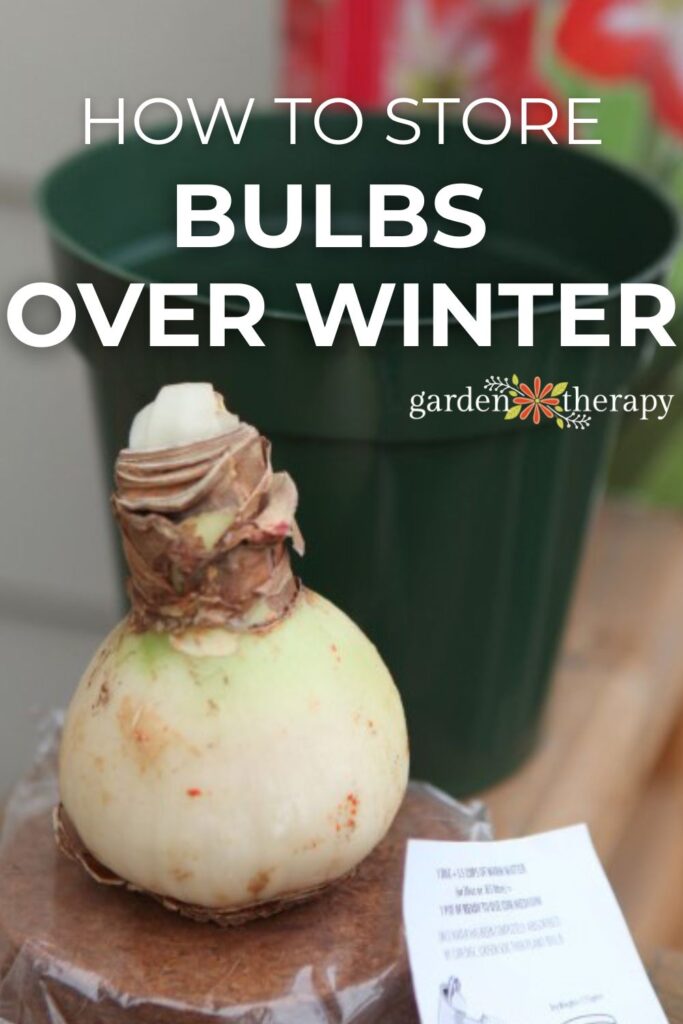 how to store bulbs over winter save your summer flowering bulbs 7 how to store bulbs over winter
