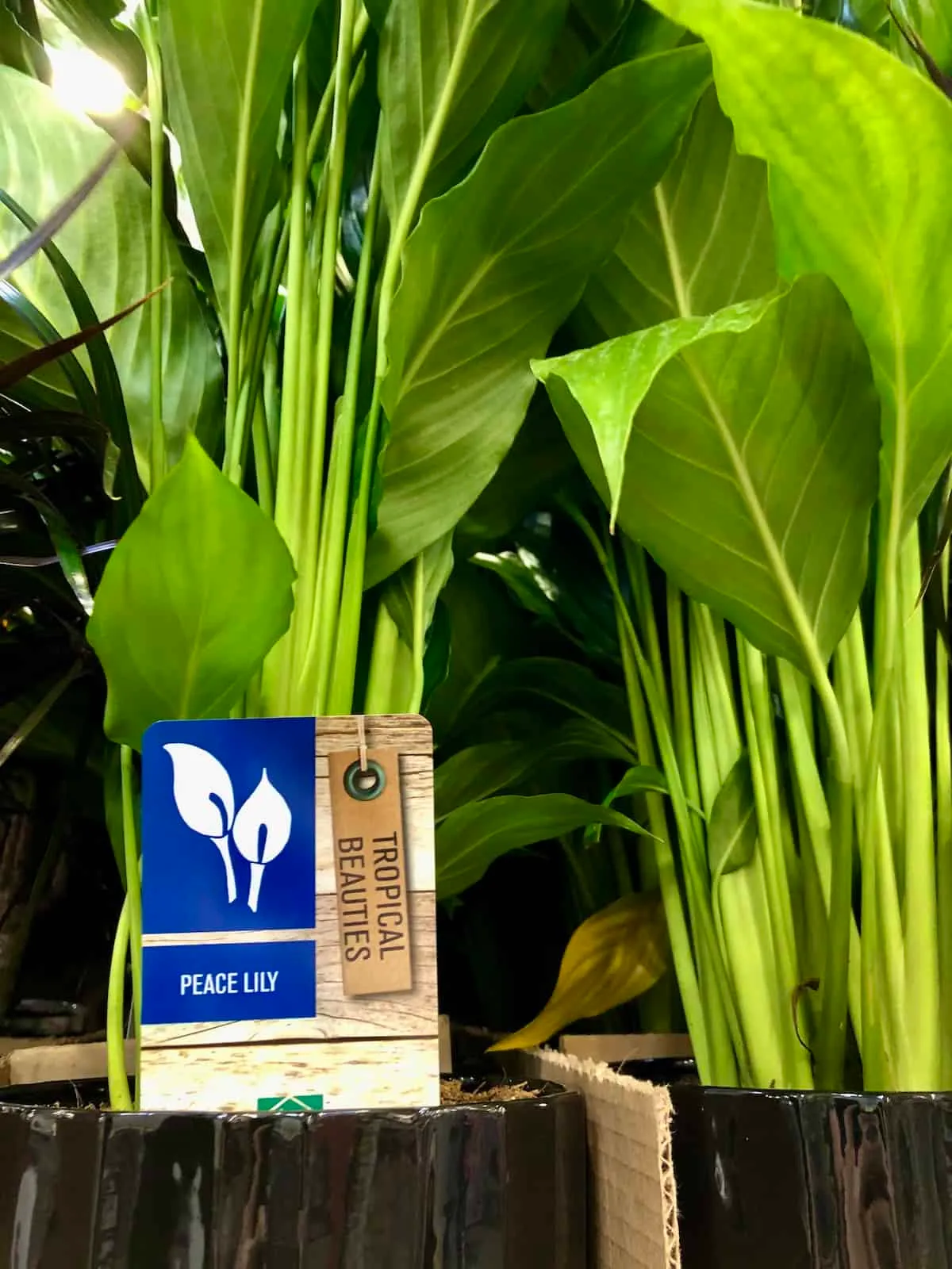 how often to water peace lily plants 4 watering a peace lily house plant indoors - frequency and how to water it