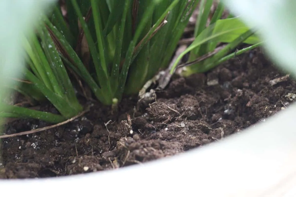 dont let the soil of a peace lily dry out - keep soil moist all the time