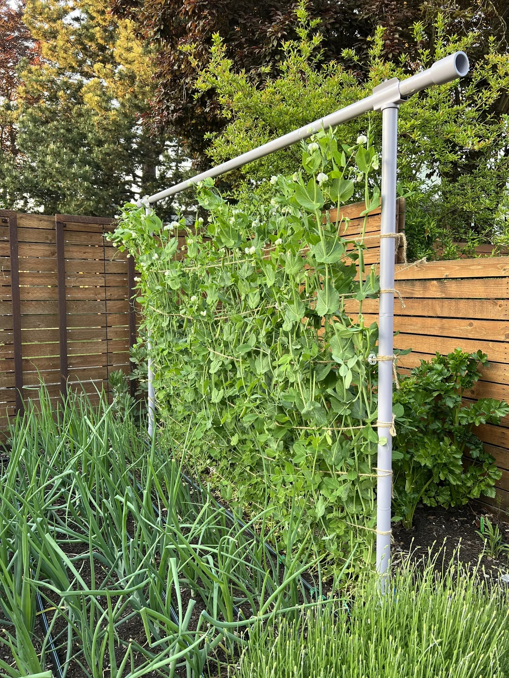 how to grow peas q a