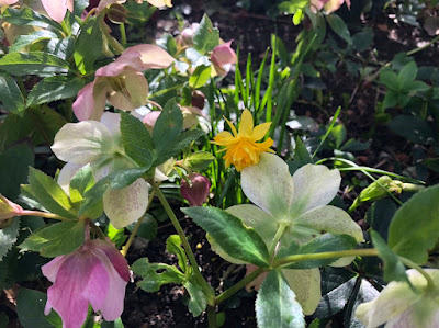 spring flowers in bloom - hellebores, daffodils