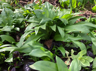 leaves of wild garlic.
