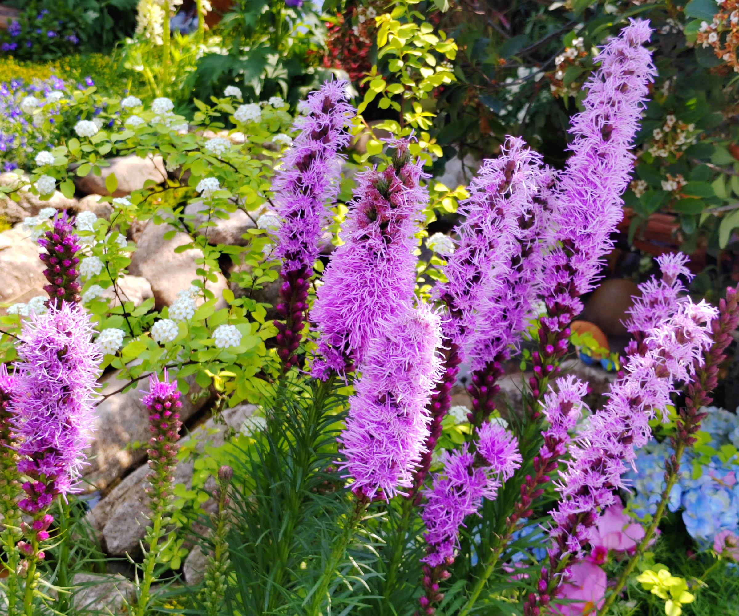 10 Meadow Flowers  Grasses For A LowMaintenance Landscape