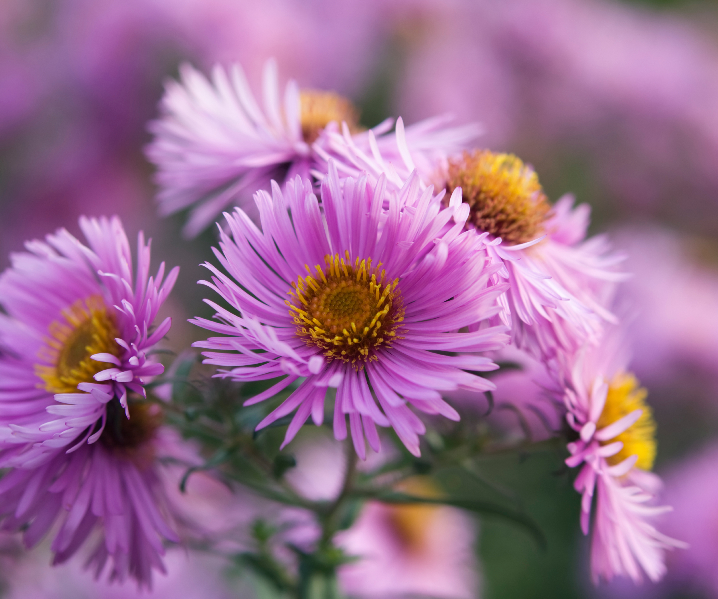 vibrant dome aster flowers