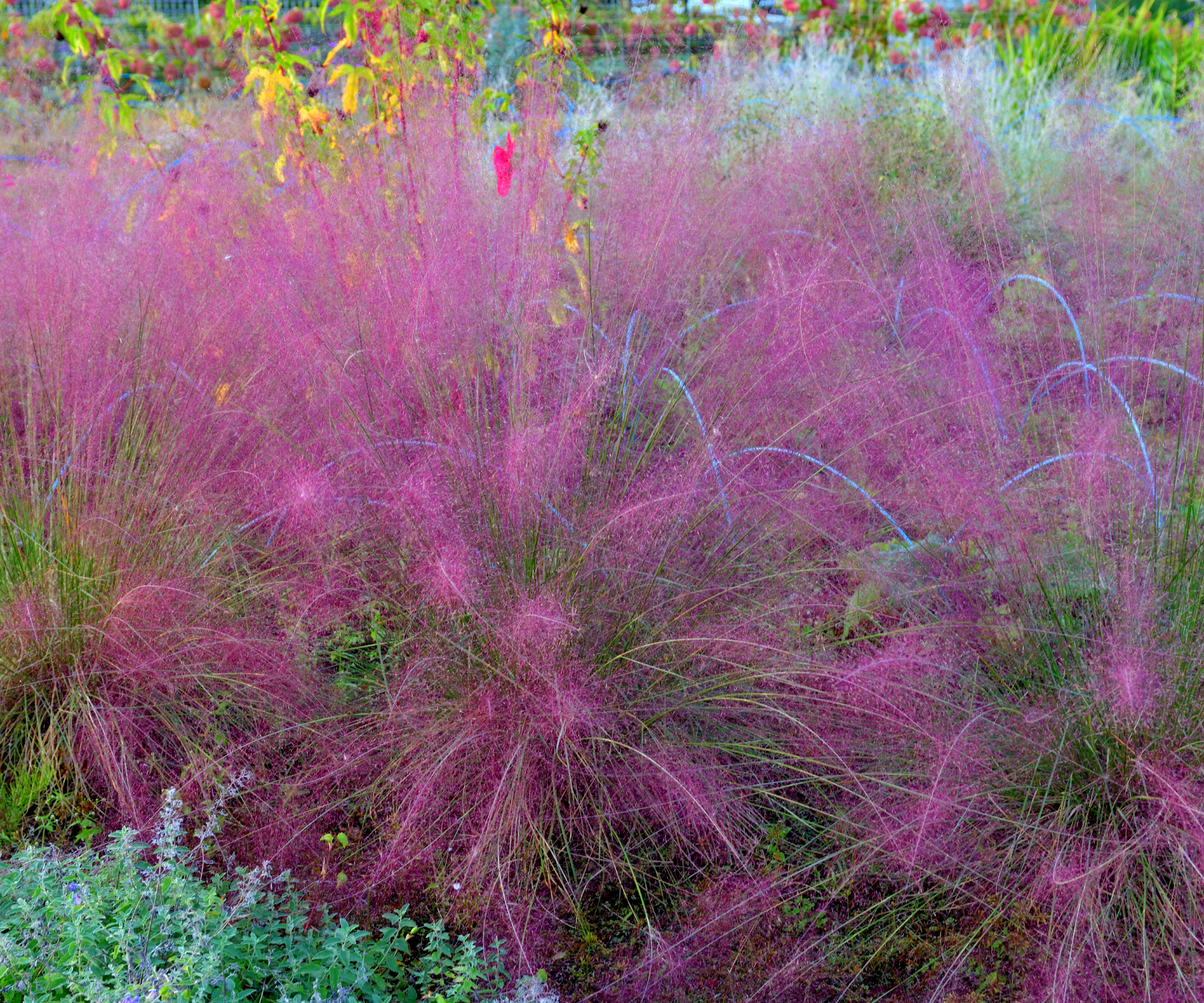 fuzzy pink grass in garden