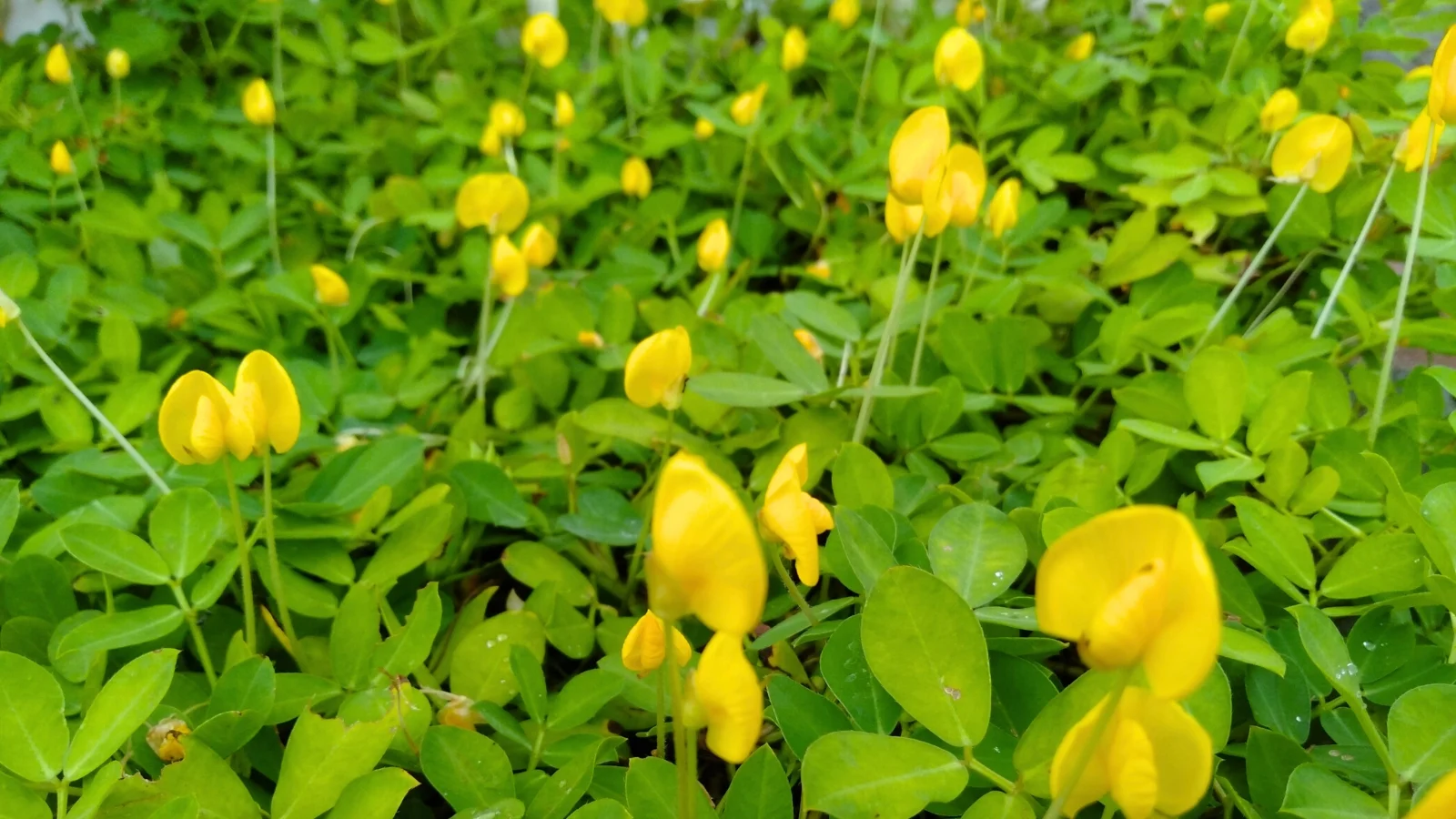 small, butterfly-shaped bright yellow blossoms rise on thin stalks above dense, rounded, deep green leaflets.