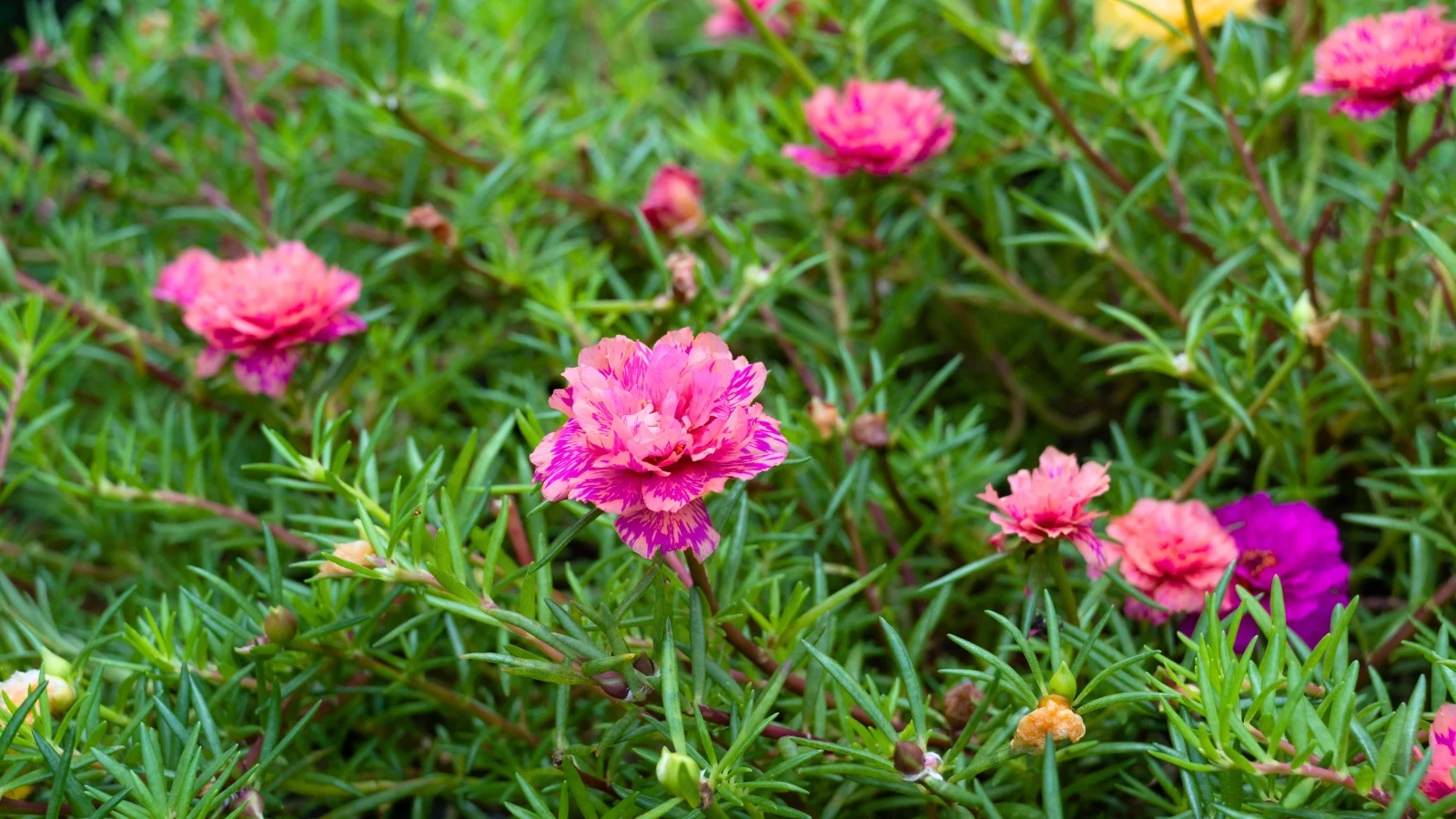 bright magenta, multi-layered flowers with striped petals grow among succulent, needle-like green leaves.