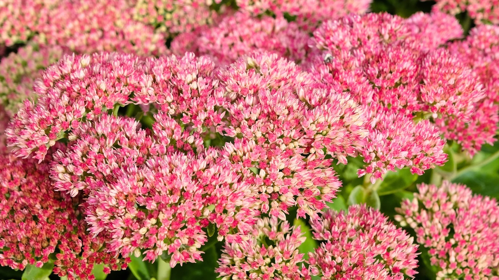 large, domed flower heads composed of countless tiny, star-shaped blossoms in various shades of pink and rose.
