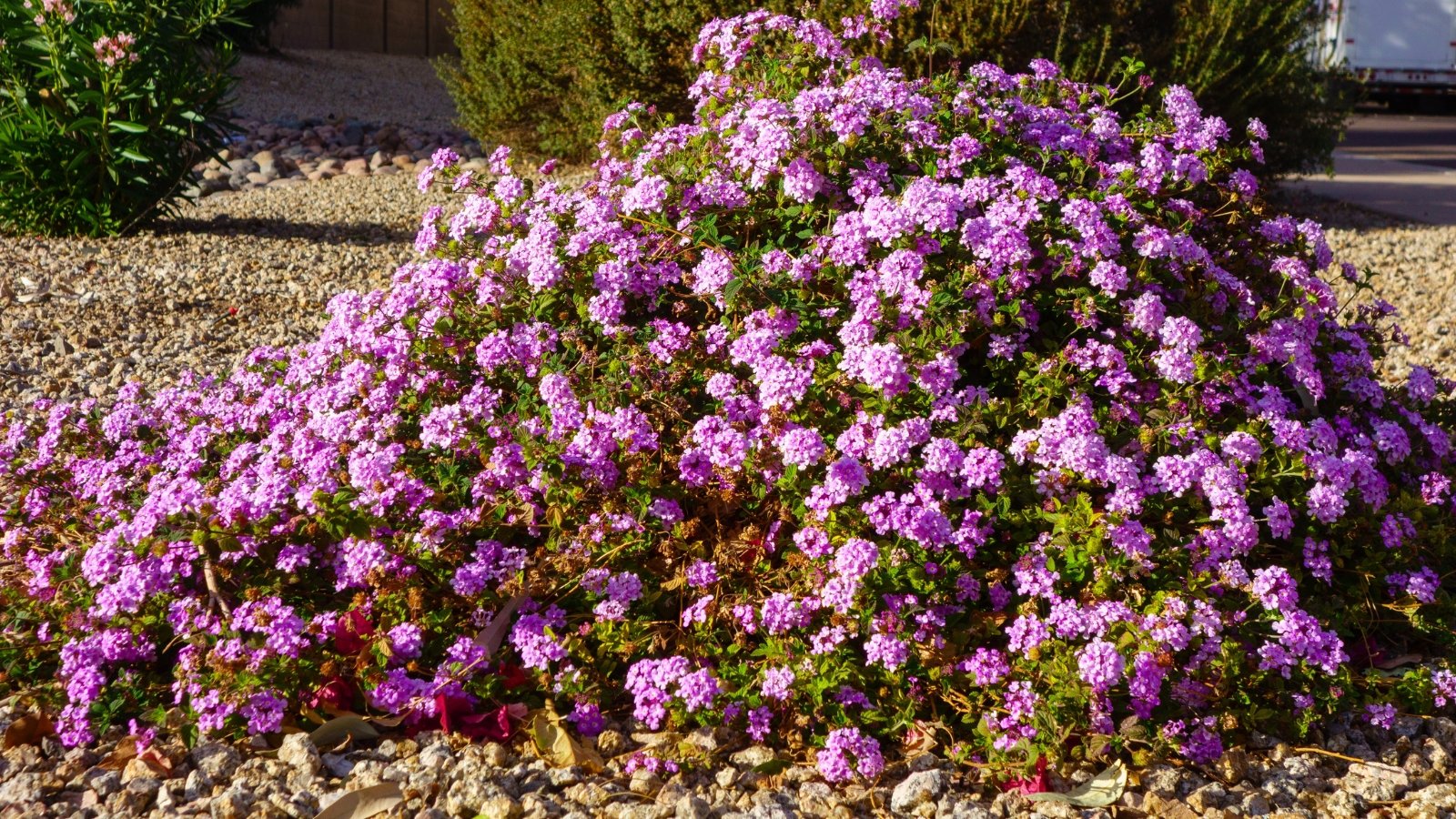 a mound of dark green, semi-trailing foliage densely covered with small, clustered lilac-purple flowers.