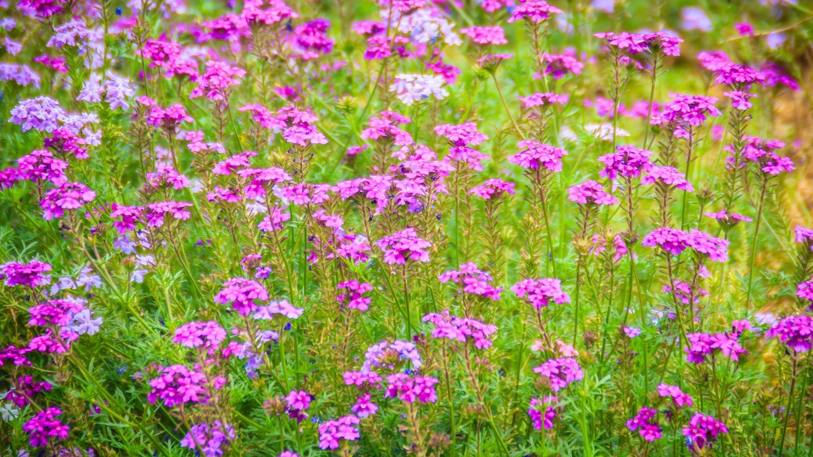 clusters of small, pinkish-purple, five-petaled flowers bloom atop thin, tall green stems with finely lobed leaves.