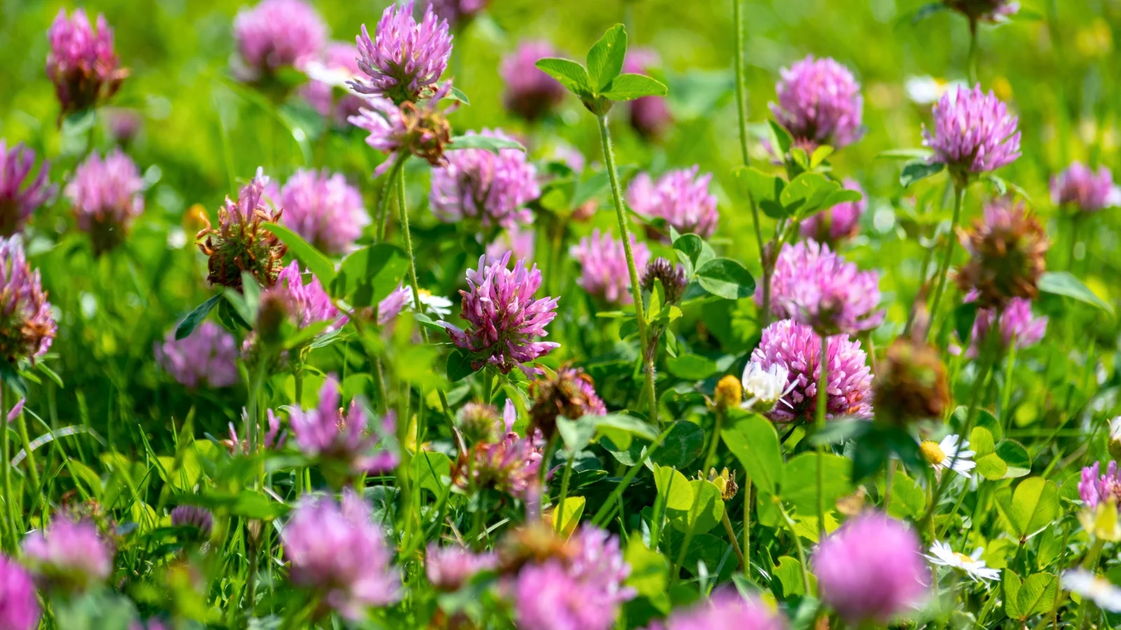 rounded, dense flower heads in shades of bright pink and purple stand on short stems surrounded by characteristic trifoliate green leaves.