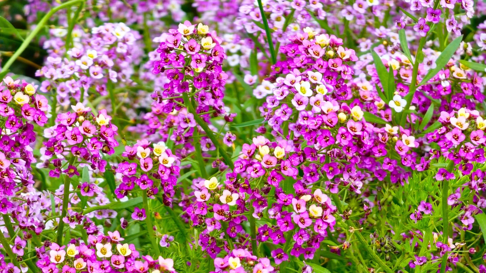 upright clusters of minute, four-petaled flowers displaying a mix of white, pale pink, and bright magenta colors.