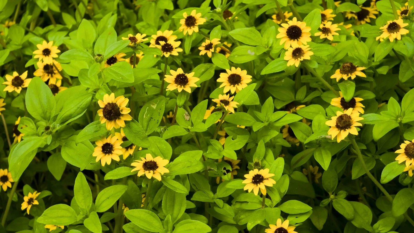 small, daisy-like blossoms with bright yellow ray petals and a dark brown center atop dense, rich green leaves.