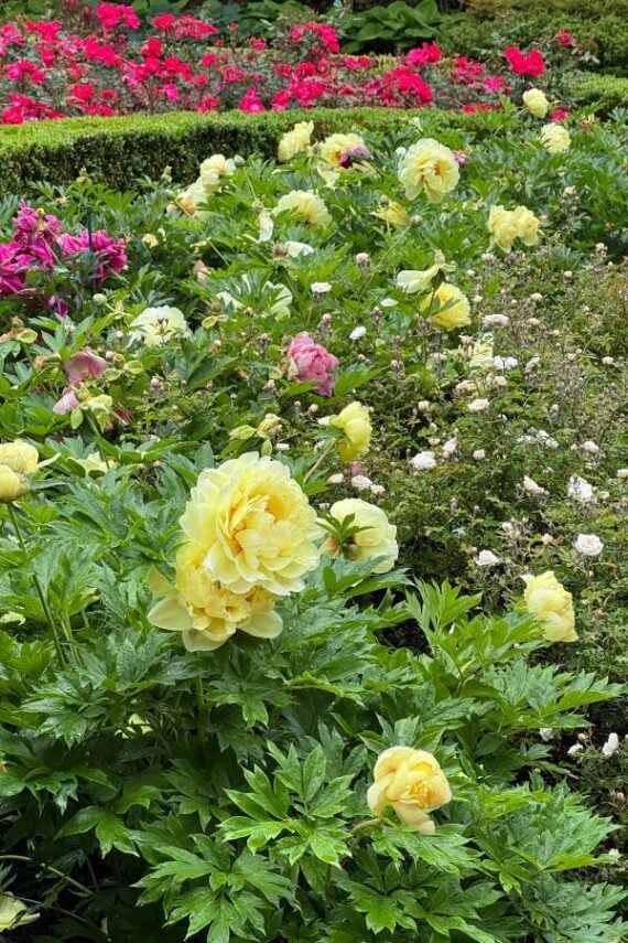 subscriber submissions the garden glove 1 yellow blooming peonies