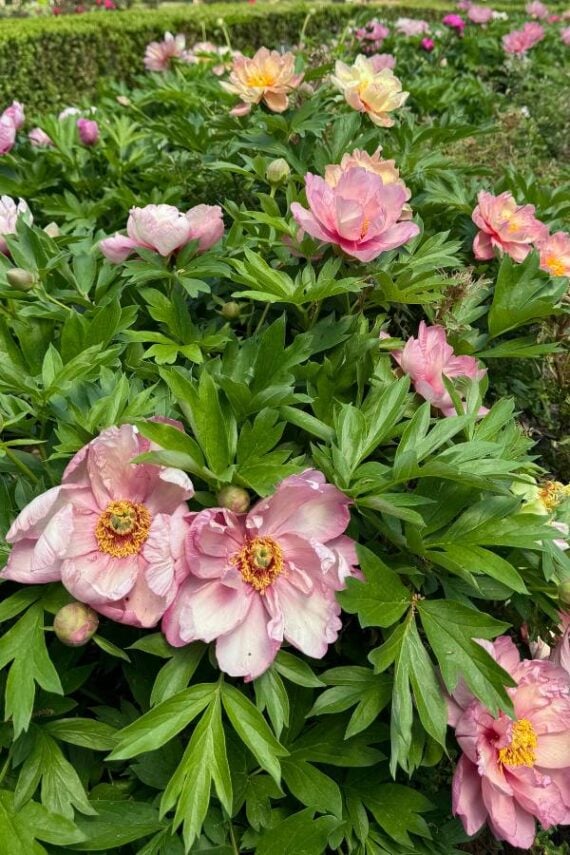 subscriber submissions the garden glove 4 light pink, fully opened peonies