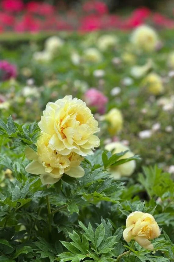 subscriber submissions the garden glove 7 yellow peonies