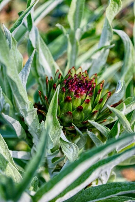 subscriber submissions the garden glove 11 artichoke plant