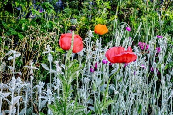 subscriber submissions the garden glove 20 poppies