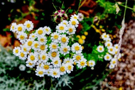 subscriber submissions the garden glove 17 chamomile flowers