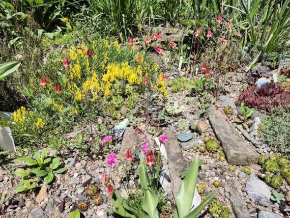 subscriber submissions the garden glove 10 variety of succulents and wildflowers growing in rocky soil