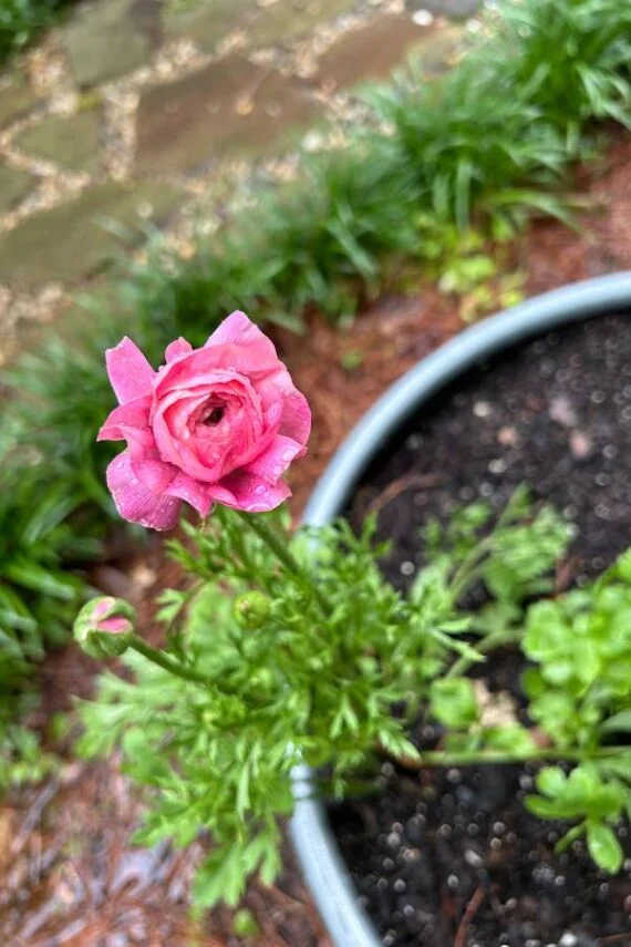 subscriber submissions the garden glove 30 pink ranunculus flower