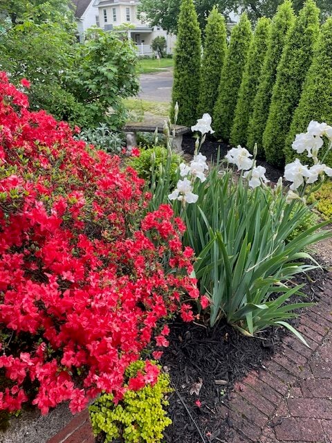 subscriber submissions the garden glove 33 white iris growing next to coral azalea