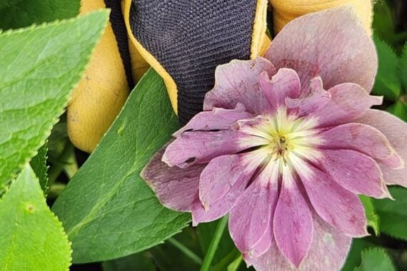 subscriber submissions the garden glove 34 light purple hellebore in bloom