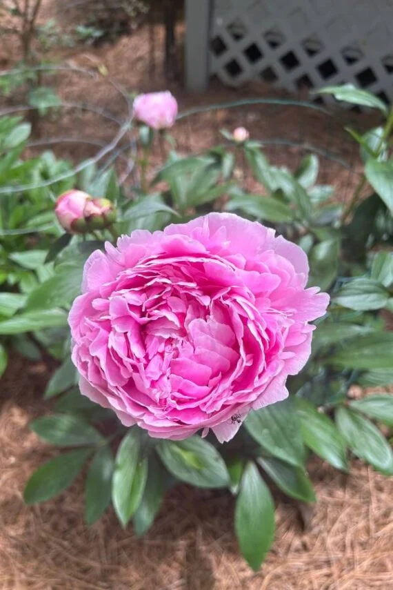 subscriber submissions the garden glove 24 pink peony in bloom