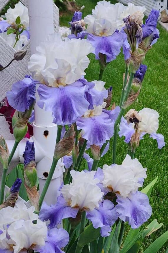 subscriber submissions the garden glove 35 light purple and white iris