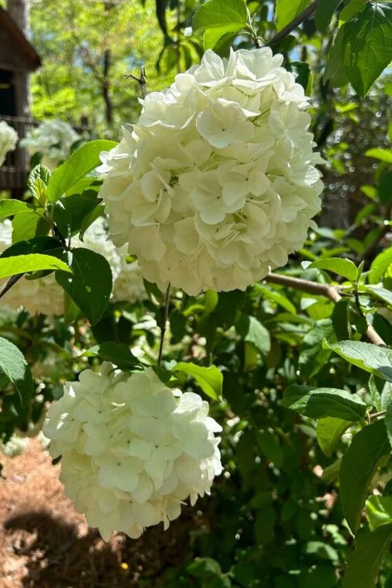 subscriber submissions the garden glove 27 viburnum