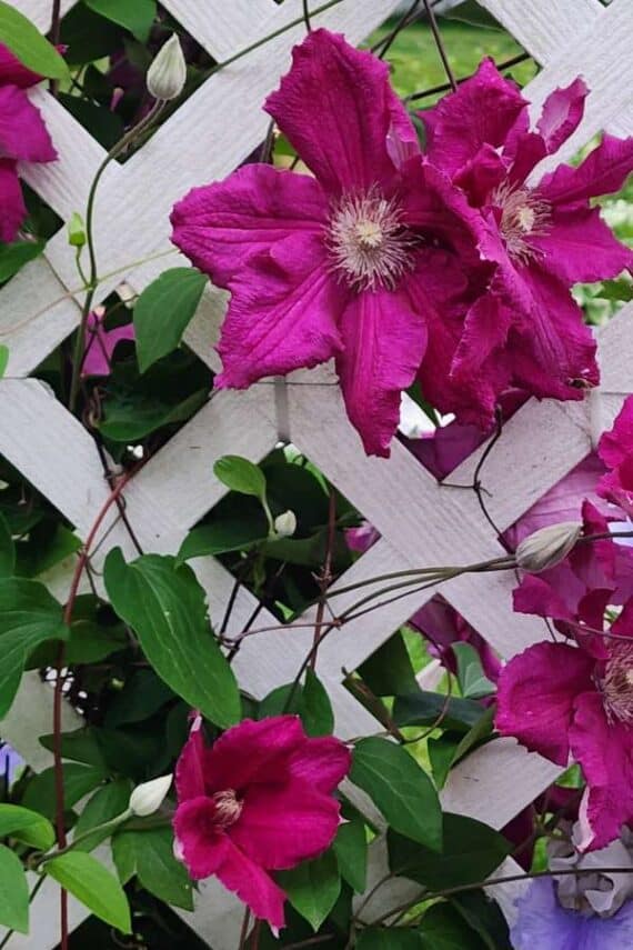 subscriber submissions the garden glove 38 magenta colored clematis