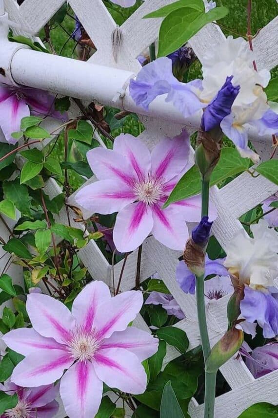 subscriber submissions the garden glove 41 clematis and iris