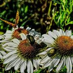 Subscriber Submissions The Garden Glove