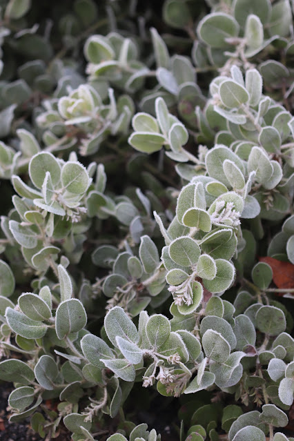 cistus nursery dressed in frost
