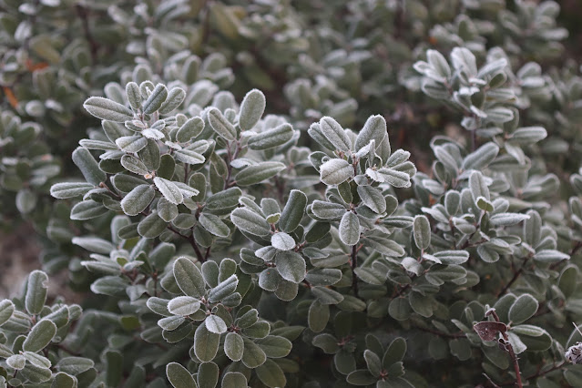 cistus nursery dressed in frost