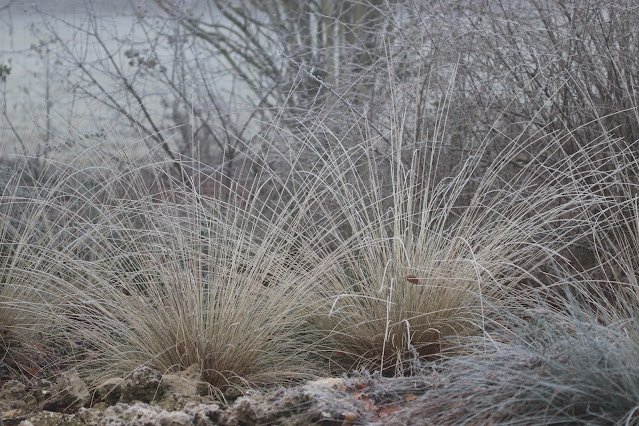 cistus nursery dressed in frost