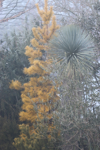 cistus nursery dressed in frost