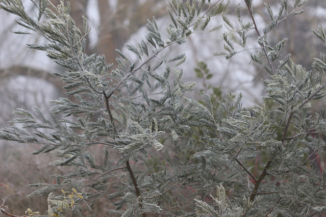cistus nursery dressed in frost