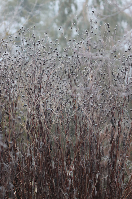 cistus nursery dressed in frost