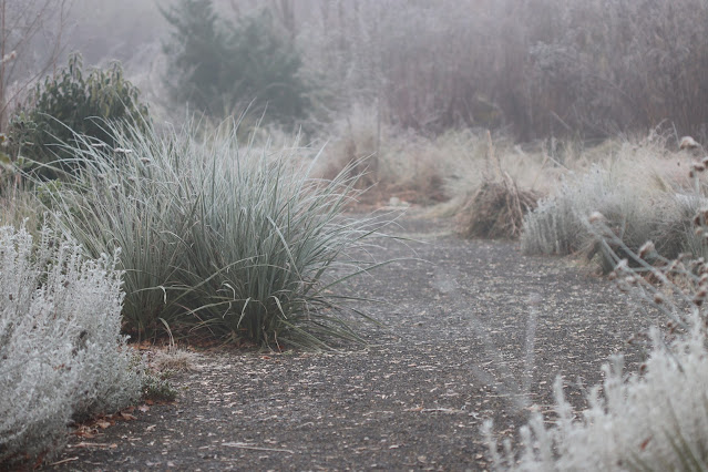 cistus nursery dressed in frost