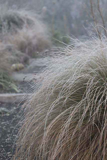cistus nursery dressed in frost